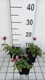 GRDplanten Groendecor Tuinarchitectuur 6x Brunel - Prunella grand. 'Pink Loveliness' | 9x9 cm pot