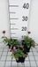 GRDplanten Groendecor Tuinarchitectuur 6x Brunel - Prunella grand. 'Pink Loveliness' | 9x9 cm pot