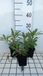 GRDplanten Groendecor Tuinarchitectuur 6x Schildpadbloem - Penstemon hybr. 'Catherine de La Mare' | 9x9 cm pot