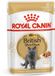 Royal Canin Chat des Korthaar Britannique