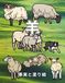 羊: Facts and Coloring Book: Activity Book for Children Ages 2-12