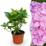 Plantenboetiek.nl Hydrangea macrophylla Roze - Hortensia - Winterhard - Roze - Ø12cm - 20-30cm hoog - Tuinplant