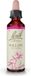 Bach Original Willow 20 ml