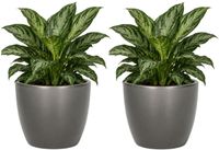 Floran Bloempot Boule - 2x - metallic - zilver - keramiek - D19 x H17 cm - plantenpotten binnen