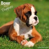 Avonside Boxer Puppies Kalender 2027 Wandkalender