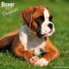 Avonside Boxer Puppies Kalender 2027 Wandkalender