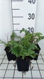 Groendecor Tuinarchitectuur 6x Sanguisorba - Sanguisorba tenuif. 'Alba' | pot 9x9 cm