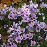 Bloomique - Saffraankrokus - Blauwe bloembollen - 40 stuks