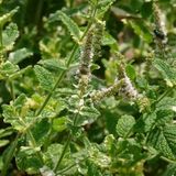 Arborix Mentha Rotundifolia 'Variegata' - Bonte Munt pot 9x9cm