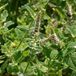 Arborix Mentha Rotundifolia 'Variegata' - Bonte Munt pot 9x9cm