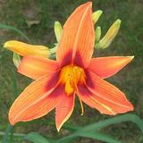 Arborix Hemerocallis 6 x Hemerocallis 'Rajah' - Daglelie pot 9x9 cm- Opvallende Rode Bloemen