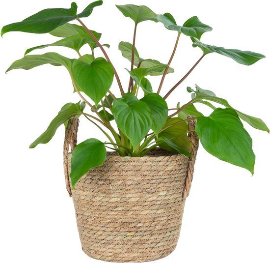 QUVIO Plantenmand met handvaten - 25 x 20 cm - Bruin