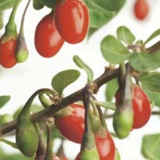 Fruithof Lycium barbarum Gojibes - 8717755064462