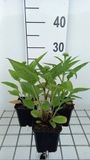 GRDplanten Groendecor Tuinarchitectuur 6x Zonnehoed - Echinacea purp. Lakota Orange' | pot 9 x 9 cm