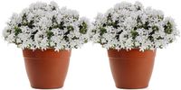 Plasticforte Plantenpot - 2x - terracotta bruin - 22 x 17 cm - bloempot - kunststof - rond