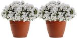 Plasticforte Plantenpot - 2x - terracotta bruin - 22 x 17 cm - bloempot - kunststof - rond