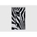 Zebra Rideau Imprimé Zoom Sur Un Visage De Zèbre 140x245 Cm, 1 Pièce