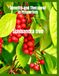 Schisandra Schisandra Arbre : Les secrets de la nature pour soutenir la santé, l’énergie et la vitalité.