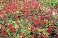 Astilbe 6x Astilbe 'Spinell' | pot de 9x9 cm