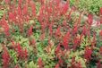 Astilbe 6x Astilbe 'Spinell' | pot de 9x9 cm
