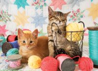 Puzzle sans marque 1000 pièces - Shady Kittens, 49x68cm