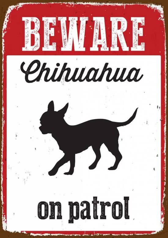 Over Dieren Beware Chihuahua On Patrol