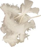 Creativ Company Plume, afm 7-8 cm, blanc, 500 gr