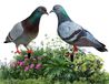 Pigeon décoratif pour jardin et extérieur