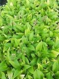GRDplanten Groendecor Tuinarchitectuur 6x Smeerwortel - Symphytum rubrum | 9x9 cm pot