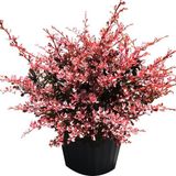 Arborix Bol Berberis Thunbergii 'Rose Glow' - Zuurbes 30-40 cm in pot