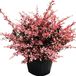 Arborix Bol Berberis Thunbergii 'Rose Glow' - Zuurbes 30-40 cm in pot