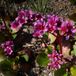 Arborix Bergenia 6 x Bergenia 'Morgenroete' - Schoenlappersplant pot 9x9cm
