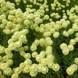 Merkloos / Sans marque Boomenplant.be 6x Heiligenbloem - Santolina chamaecyparissus ‘Edward Bowles’ - Pot 9x9cm