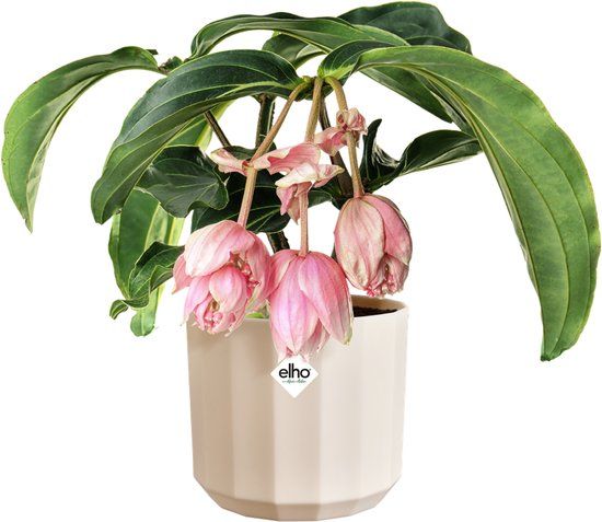 Elho Facet Rond 17cm Bloempot - Amandelroze