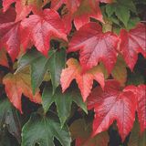 Arborix Parthenocissus Parthenocissus Tricuspidata 'Veitchii' - Wilde Wingerd in 60-80 cm Pot