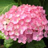 Arborix Hydrangea Hydrangea Macrophylla 'Hamburg' - Hortensia - 25-30 cm in pot