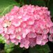 Arborix Hydrangea Hydrangea Macrophylla 'Hamburg' - Hortensia - 25-30 cm in pot