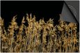 Dietrix Inductie Beschermer - 81x52cm - Black en Gold - Gras pluimen