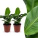 Green boutiQ Musa Oriental Dwarf - Dwergbanaan - 2 Planten - Pot 12cm - Hoogte 30cm