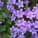 Arborix Bol 6 x Campanula Portenschlagiana - Klokje pot 9x9cm