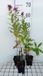 Groendecor Tuinarchitectuur 6x Phlox 'Windsor' | pot 9x9 cm