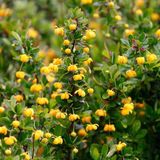 Arborix Berberis Berberis Buxifolia 'Nana' - Zuurbes 20-25 cm pot