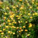 Arborix Berberis Berberis Buxifolia 'Nana' - Zuurbes 20-25 cm pot