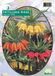 Baltus Fritillaria Imperialis Mixed per 3