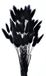 Ibenzoa® Pampasgras gedroogd – 50 stuks, ongeveer 40 cm