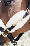 Kentucky Horsewear Nylon halster wol / bont soft naturel pony
