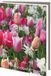 Bekking & Blitz - Wenskaartenmapje - Set wenskaarten - Kunstkaarten - Museumkaarten - Uniek design - 10 stuks - Inclusief enveloppen - Bloemen - Tulpen - Hyacinten - Modeste Herwig
