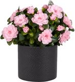 Mica Decorations Kunstplant Azalea roze H31 cm in antraciet bloempot