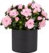 Mica Decorations Kunstplant Azalea roze H31 cm in antraciet bloempot