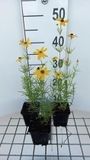 GRDplanten Groendecor Tuinarchitectuur 6x Meisjesogen - Coreopsis vert. 'Grandiflora' | 9x9 cm pot